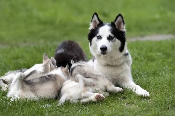 Süße kleine Husky Welpen — Stockfoto