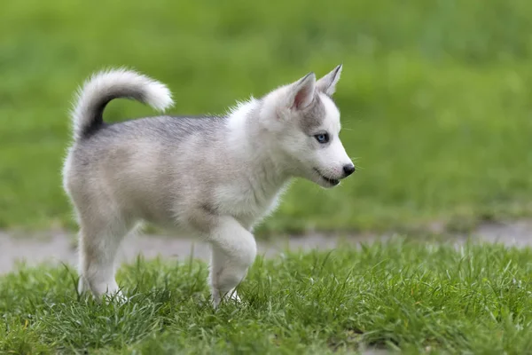 Mignon petit chiot husky — Photo