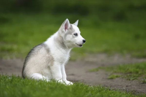 Cute little husky puppy — Stock Photo, Image