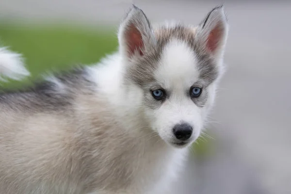 Lindo perrito husky — Foto de Stock