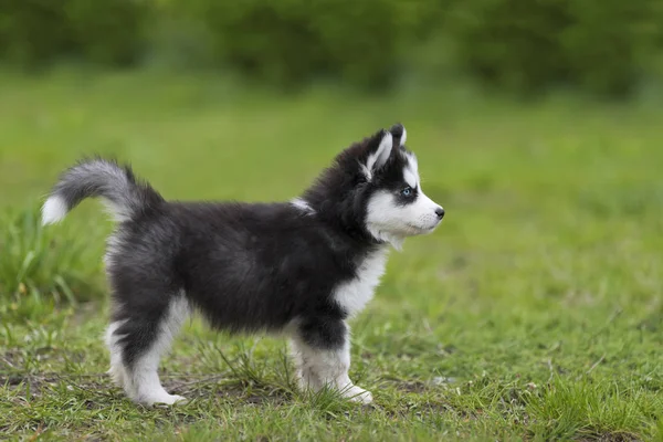 Söt liten husky valp — Stockfoto