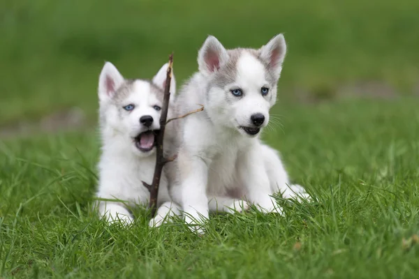 Aranyos kis husky kiskutya — Stock Fotó