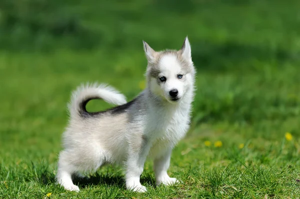 かわいいハスキー子犬 — ストック写真