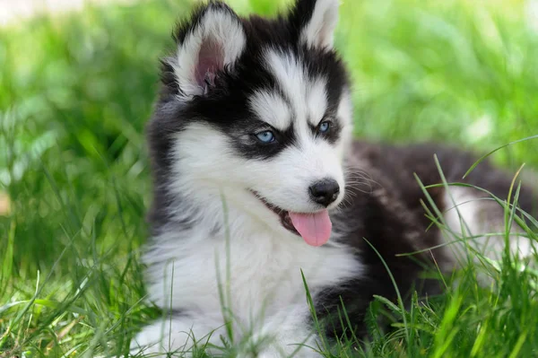 Cute little husky puppy — Stock Photo, Image