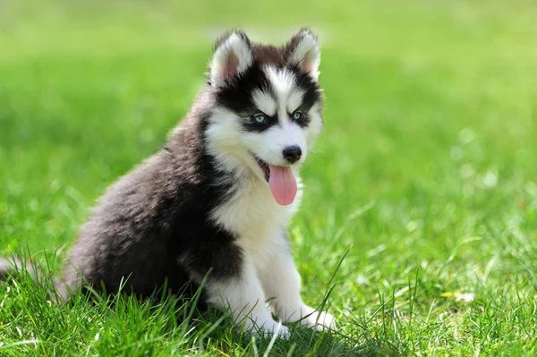 Carino piccolo cucciolo husky — Foto Stock