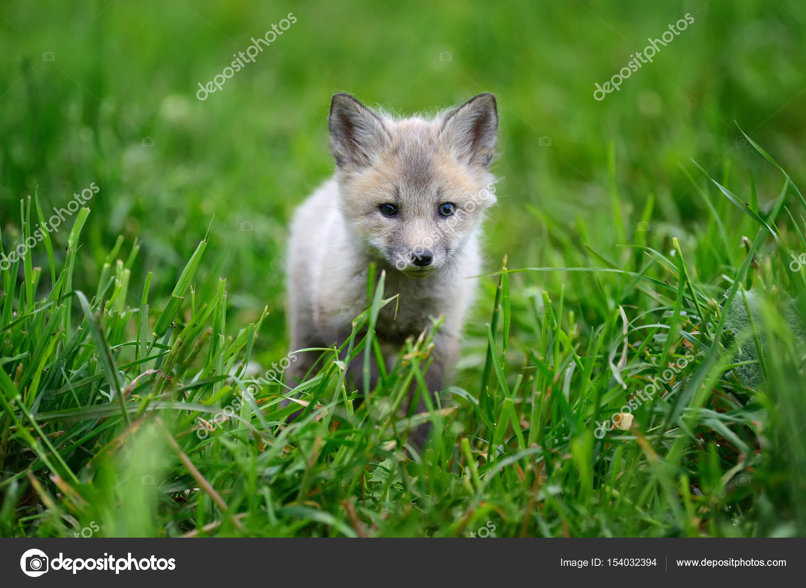 Petit Renard Argente Image Libre De Droit Par Volodymyrbur C Petit Renard Argente Image Libre De Droit Par Volodymyrbur C