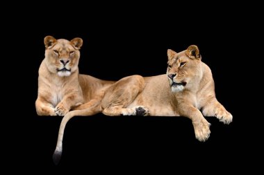 siyah arka plan üzerine aslan