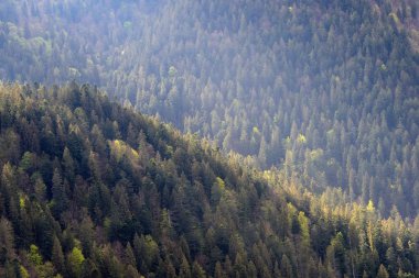 Arka plan ile iğne yapraklı ağaçlar orman