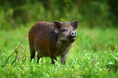 Ormanda yaban domuzu