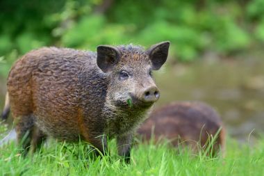 Ormanda yaban domuzu