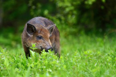 Ormanda yaban domuzu