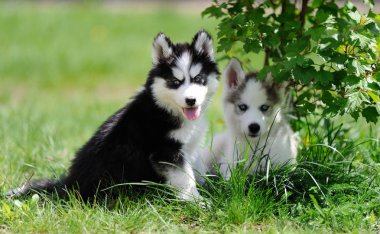 şirin husky yavrusu
