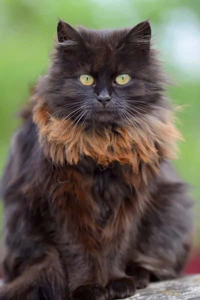 Brun katt porträtt — Stockfoto