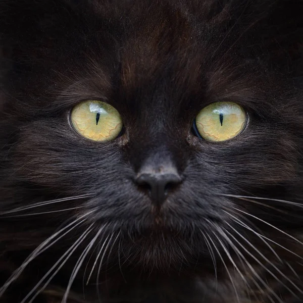 Brun katteportrett – stockfoto