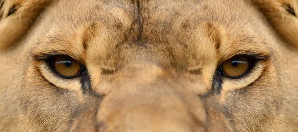 Close lion portrait — Stock Photo, Image