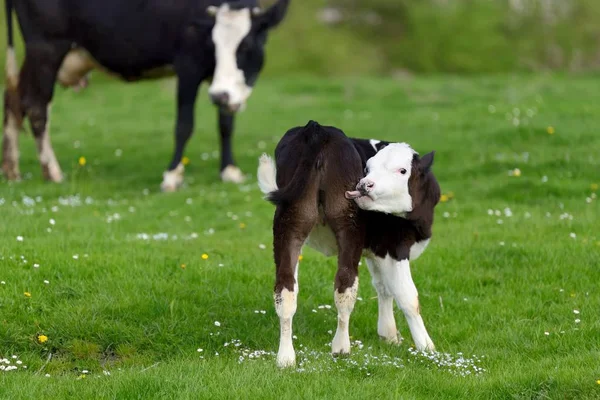 Kalb auf der grünen Wiese — Stockfoto