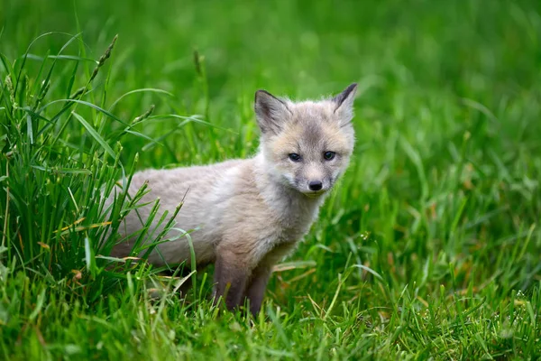 Baby silver fox — Zdjęcie stockowe