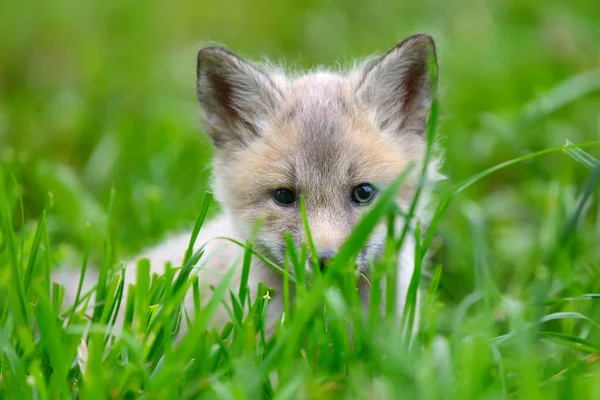 Baby silver fox — Zdjęcie stockowe