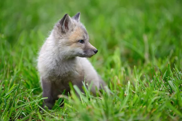 Baby silver fox — Stockfoto