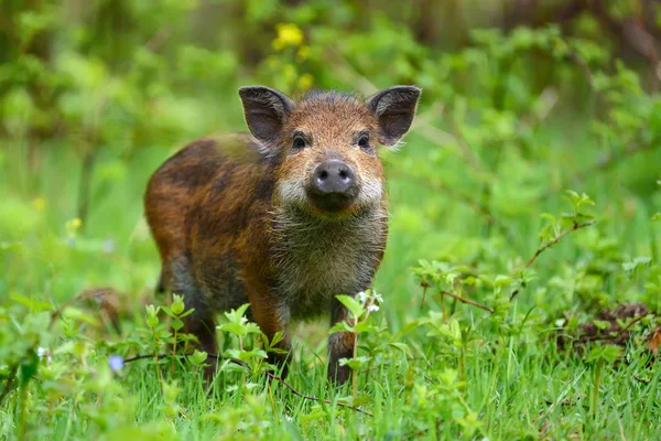 Vildsvin i skogen — Stockfoto