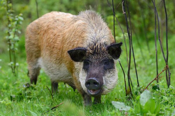 Кабан в лесу