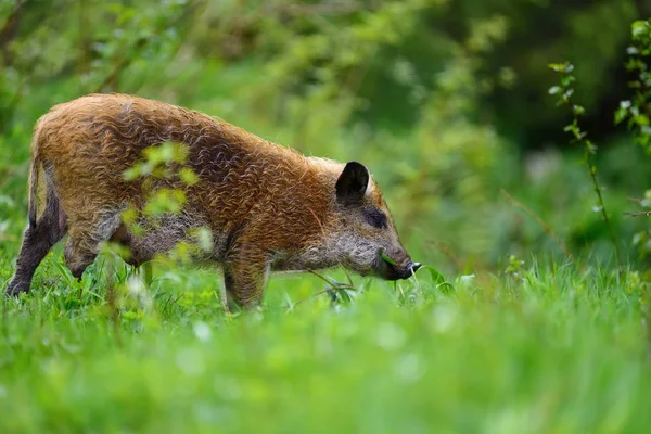 Wilde zwijnen in het bos — Stockfoto