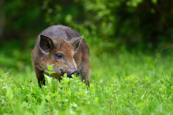 Кабан в лесу