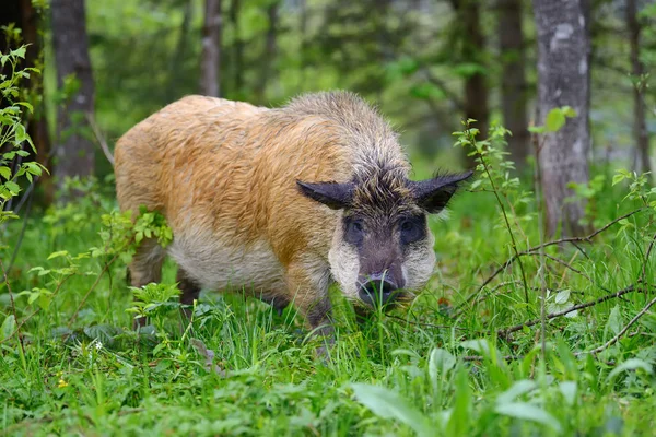 숲 속의 멧돼지 — 스톡 사진