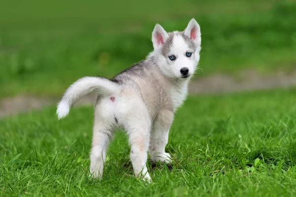 Schattige kleine husky pup — Stockfoto