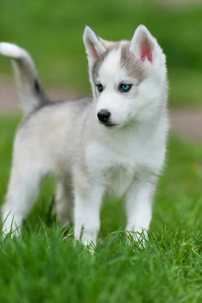 Cute little husky puppy — Stock Photo, Image