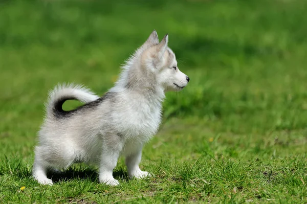 Cute little husky puppy — Stock Photo, Image