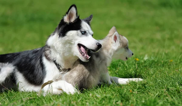 かわいいハスキー子犬 — ストック写真