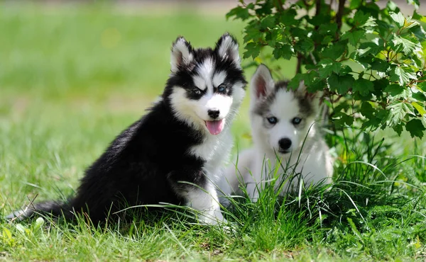 Şirin husky yavrusu — Stok fotoğraf