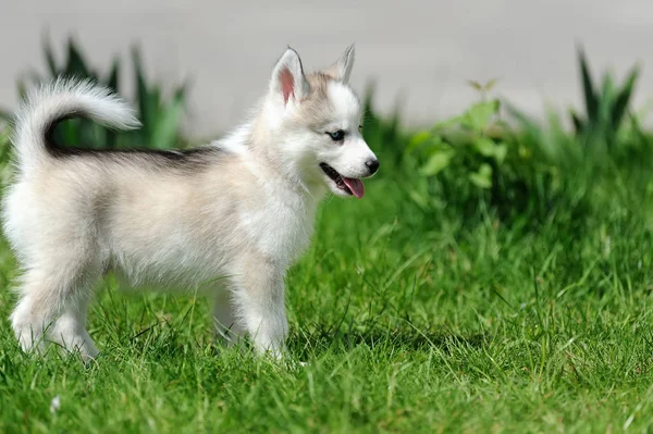 Carino piccolo cucciolo husky — Foto Stock