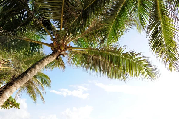 Schöne Palmen — Stockfoto