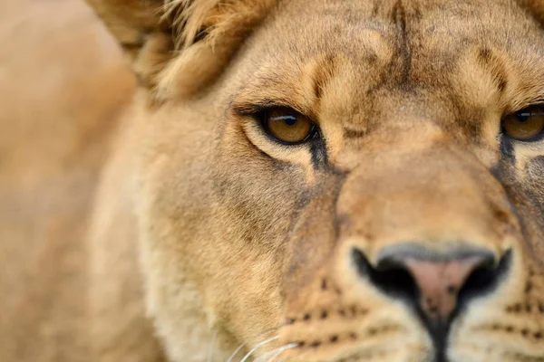 Close lion portrait — Stock Photo, Image