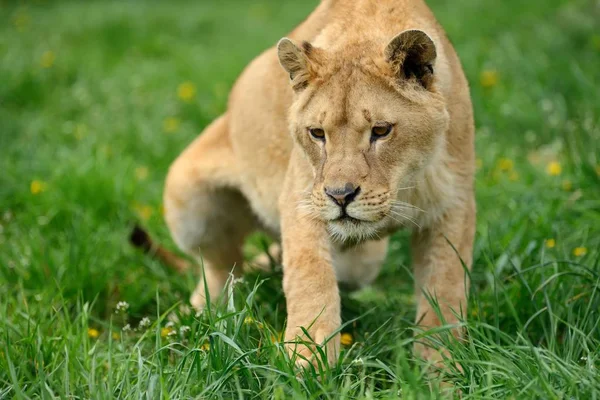 Лев в зеленой траве — стоковое фото