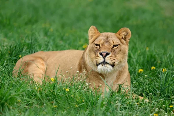 Leão em grama verde — Fotografia de Stock