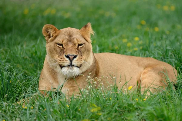 Лев в зеленой траве — стоковое фото