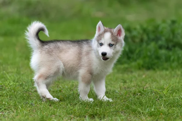 귀여운 작은 허스키 강아지 — 스톡 사진