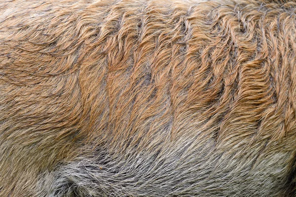 Textur der Haut eines Wildschweins — Stockfoto