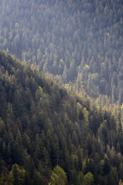 Arka plan ile iğne yapraklı ağaçlar orman