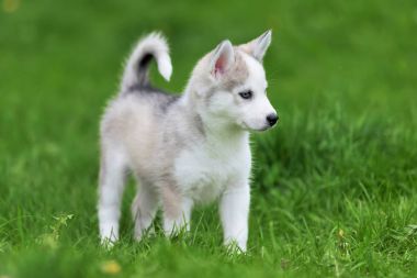 şirin husky yavrusu