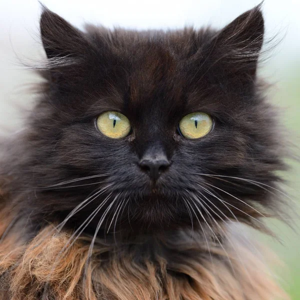 Retrato gato marrón — Foto de Stock