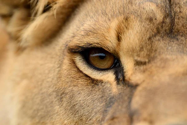 Chiudi leone ritratto — Foto Stock