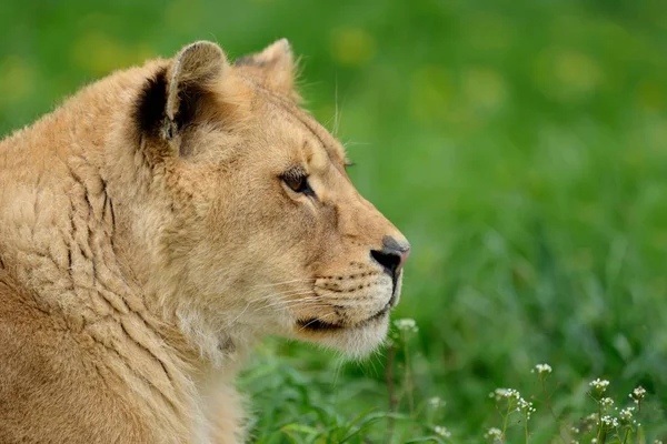 Löwe im grünen Gras — Stockfoto