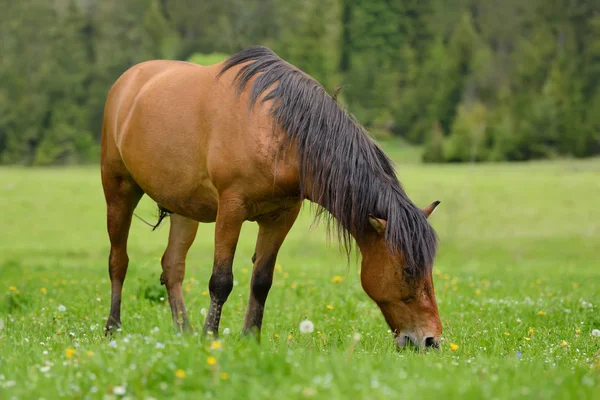 Häst på betesmark — Stockfoto