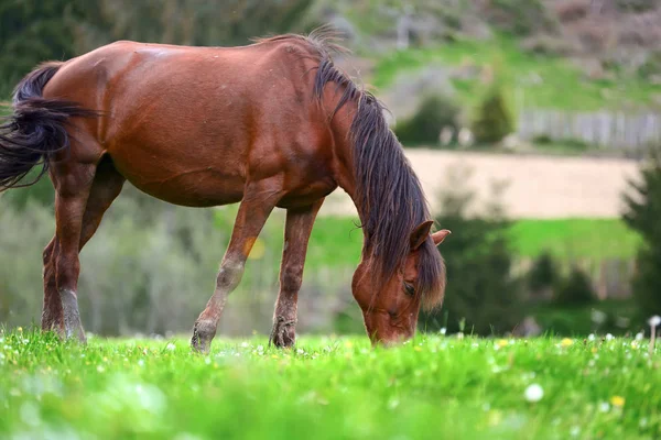 Cavallo al pascolo — Foto Stock