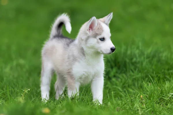 귀여운 작은 허스키 강아지 — 스톡 사진