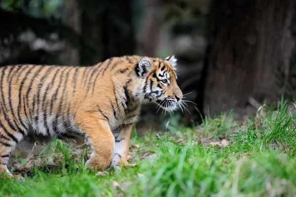 Tigre cachorro en la hierba — Foto de Stock